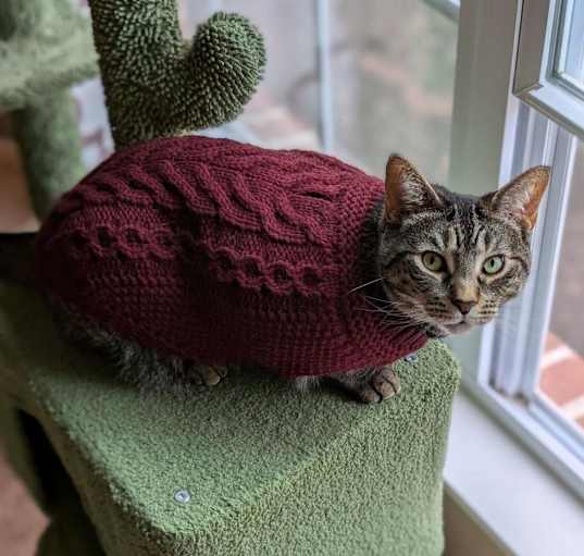 Photo of Strawberry