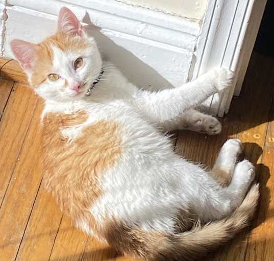 Photo of Zoro