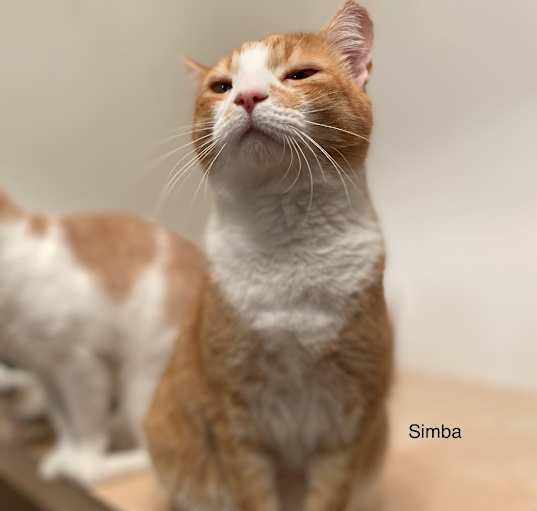 Photo of Simba