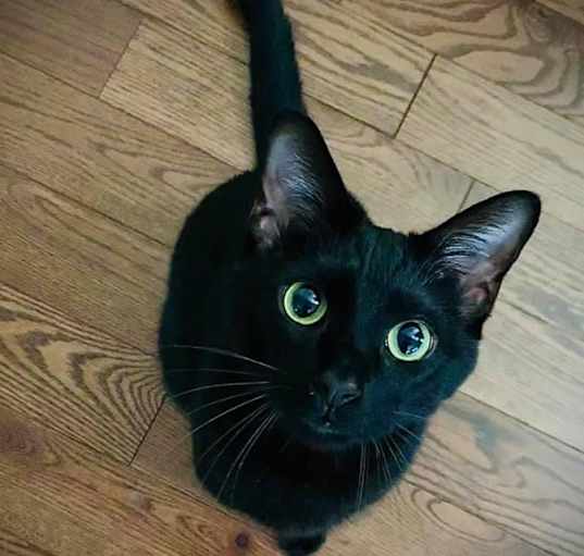 Photo of Oakley