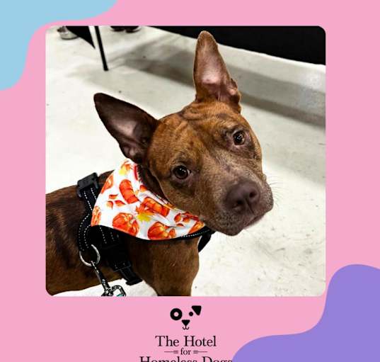 Photo of Mabel