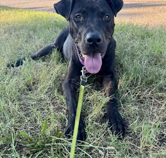Photo of Blaze