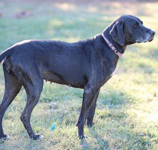 Photo of Sadie