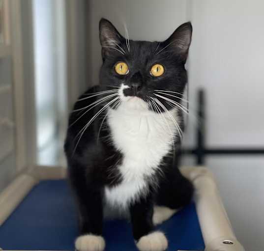 Photo of Stubbs