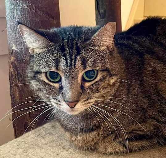 Photo of Shere Khan