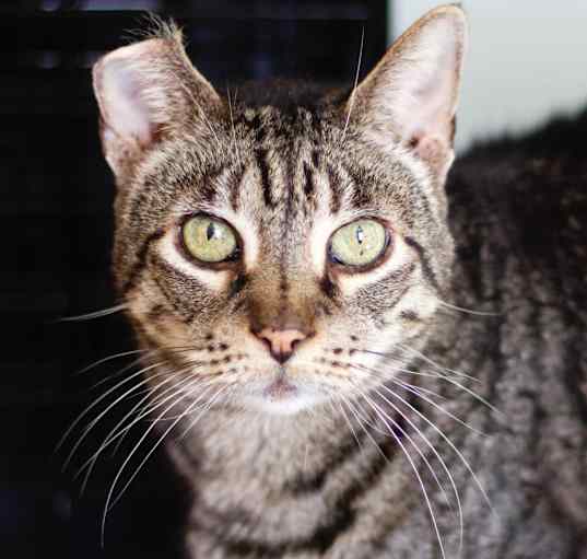 Photo of Snickers