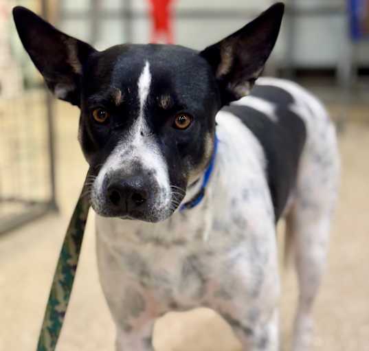 Photo of Buddy