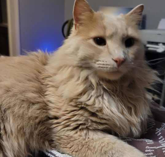 Photo of Hudson -MISSING