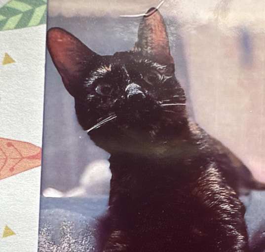 Photo of Mocha -MISSING