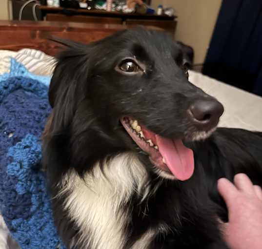 Photo of Chelsea -MISSING