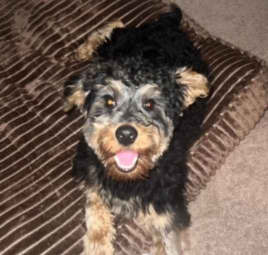 Photo of Miylo -MISSING