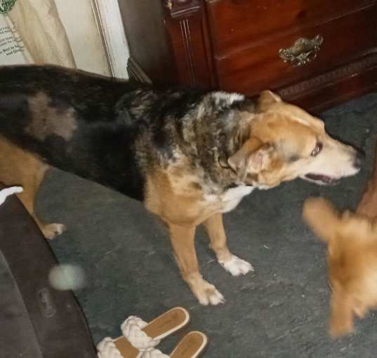 Photo of Babs -MISSING