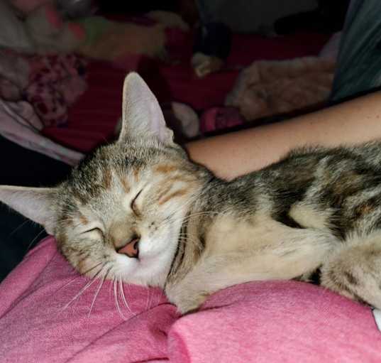 Photo of Kiki -MISSING