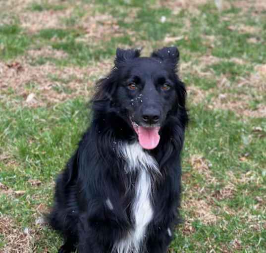 Photo of Duncan -MISSING