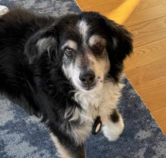 Photo of Shadow
