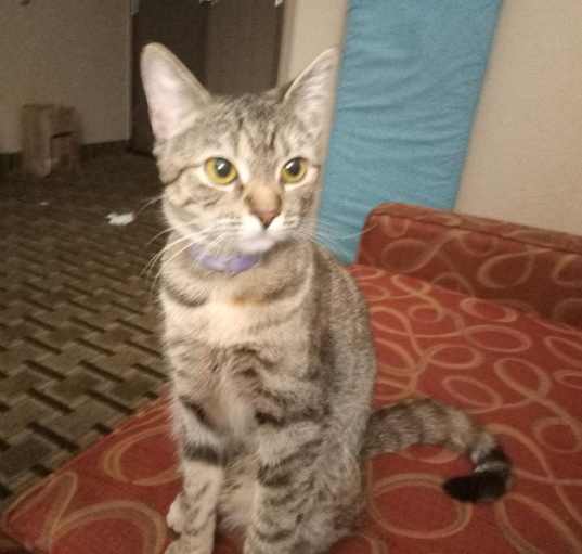 Photo of Lola Bean