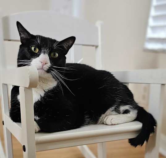 Photo of Aramis