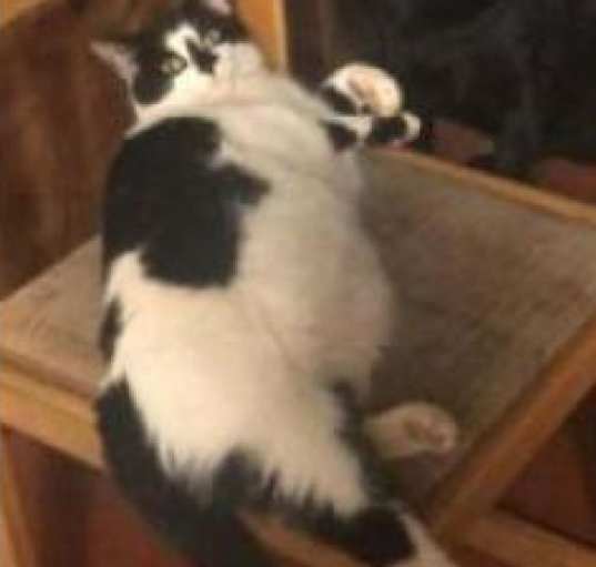 Photo of Ivy - MISSING