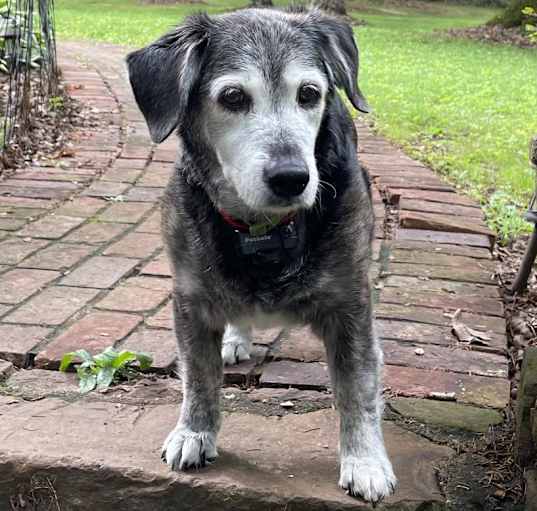 Photo of Maple - MISSING