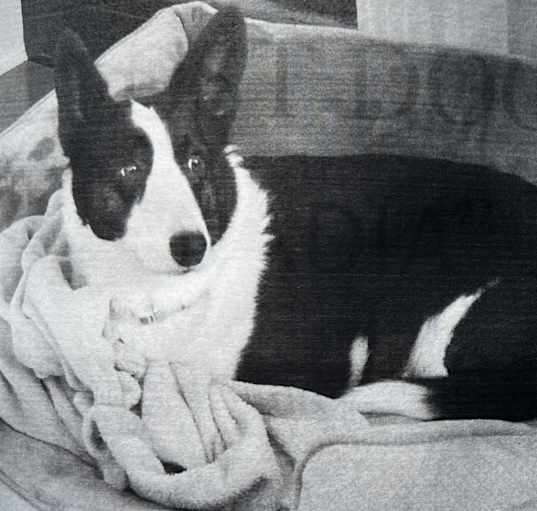 Photo of Nadia (Noddy) - MISSING