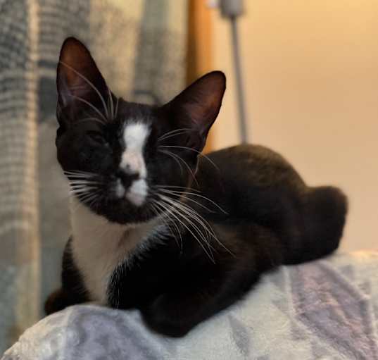 Photo of Punk