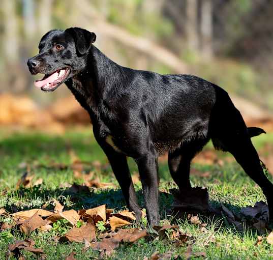 Photo of Xena Too