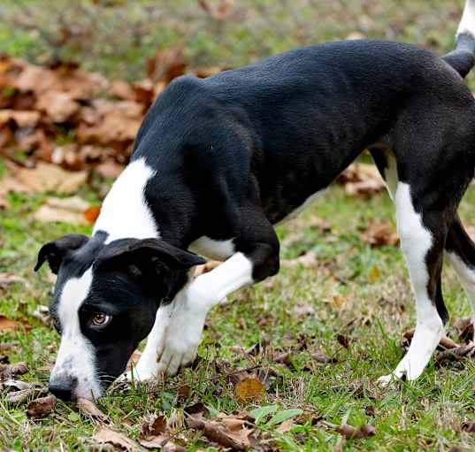 Photo of Xena