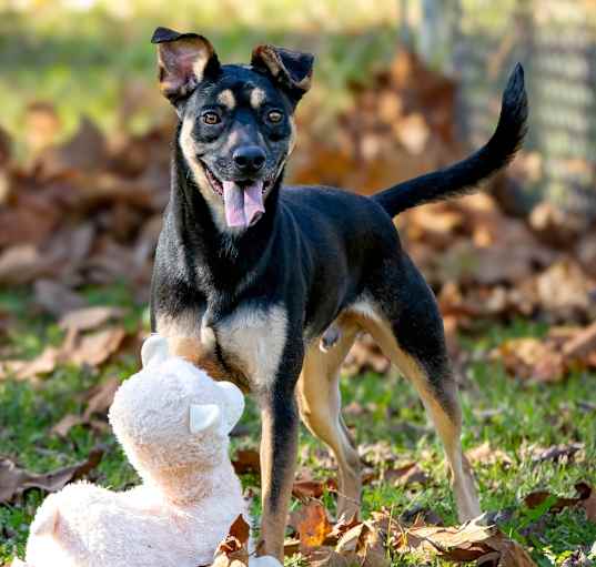 Photo of Atlas