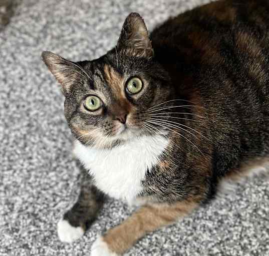 Photo of Layla