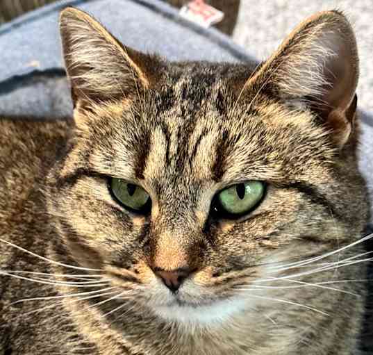 Photo of Tinsel