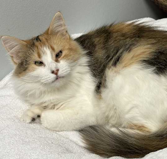 Photo of Tulip