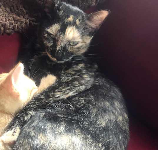 Photo of Nori - MISSING