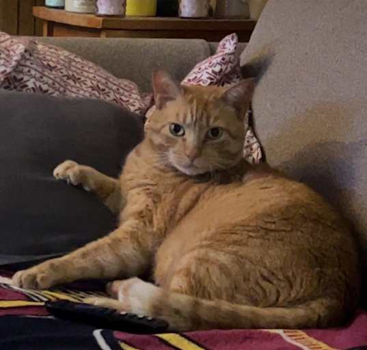 Photo of Mango - MISSING
