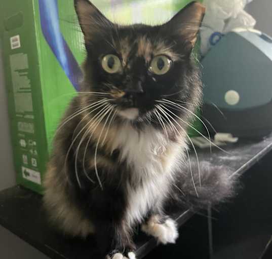 Photo of Snert (Betty Boop on microchip) - MISSING