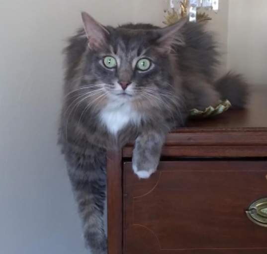 Photo of Ellie Mae - MISSING