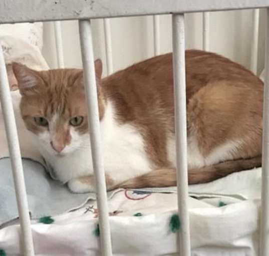 Photo of Thomas - MISSING