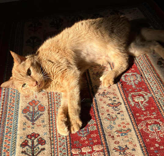 Photo of Malachai - MISSING