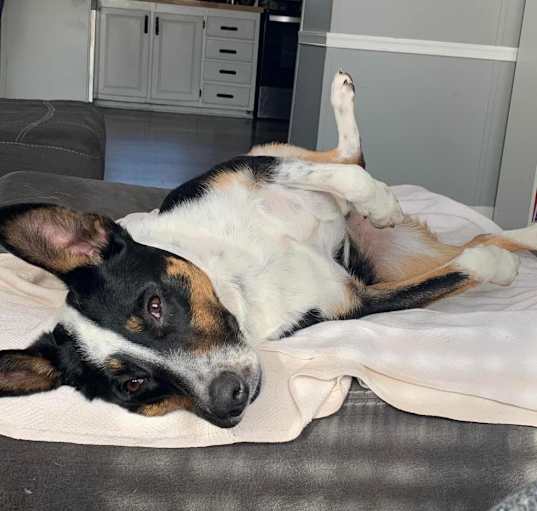 Photo of Oakley - MISSING