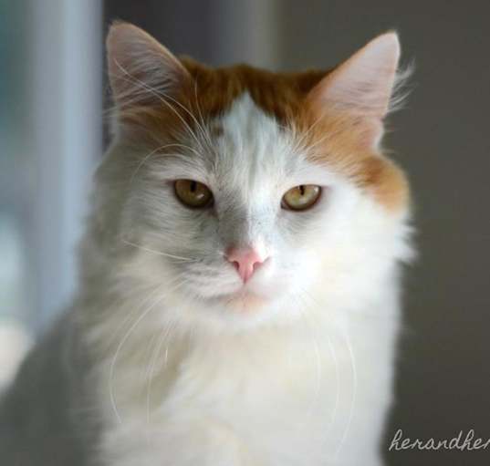 Photo of Lucky 