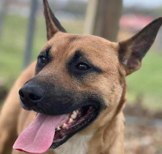 Photo of Rex