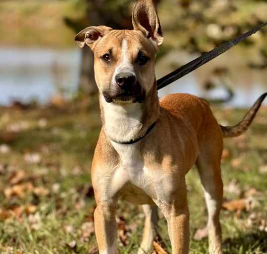 Photo of Rambo