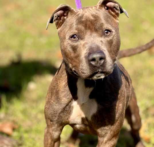 Photo of Achilles