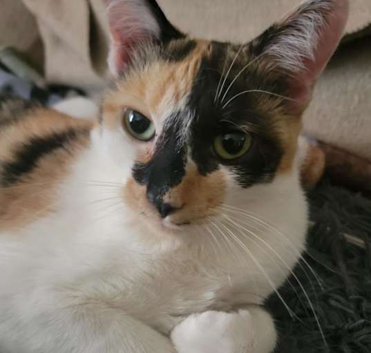 Photo of Abbie