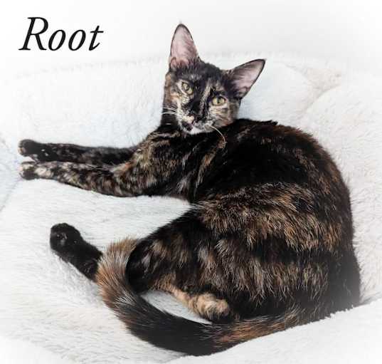 Photo of Root