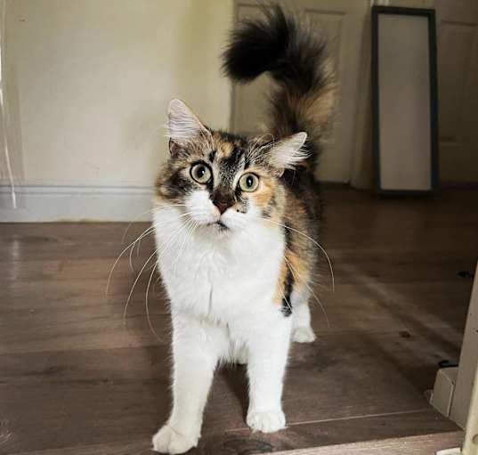 Photo of Delimar