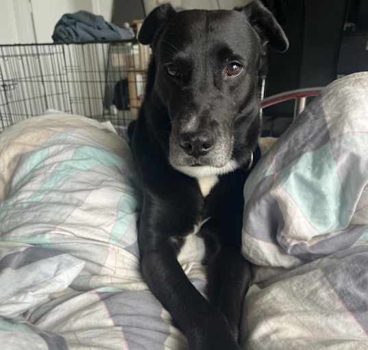 Photo of Onyx