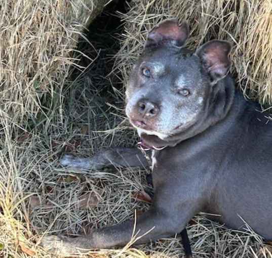 Photo of Scout