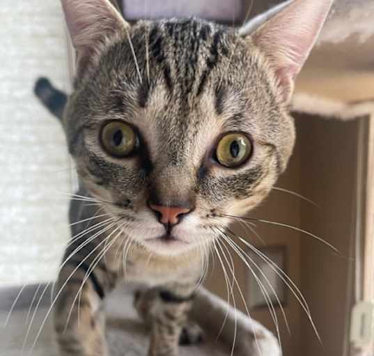 Photo of Cappucino