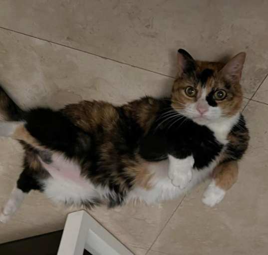 Photo of Mittens
