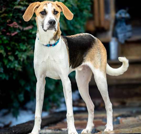 Photo of Milo (puppy)